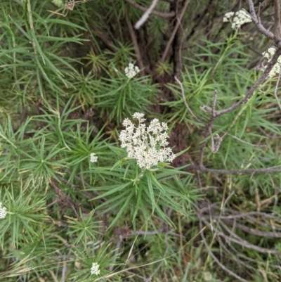 Cassinia longifolia (Shiny Cassinia, Cauliflower Bush) at Hackett, ACT - 29 Nov 2020 by abread111