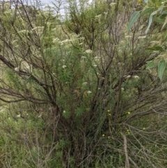 Cassinia longifolia at Hackett, ACT - 29 Nov 2020