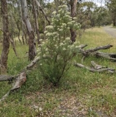 Cassinia longifolia at Hackett, ACT - 29 Nov 2020