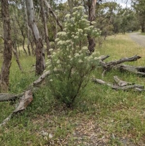 Cassinia longifolia at Hackett, ACT - 29 Nov 2020