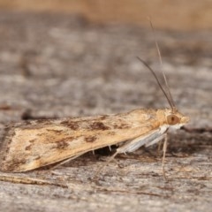 Achyra affinitalis (Cotton Web Spinner) at Melba, ACT - 13 Nov 2020 by kasiaaus