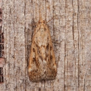 Achyra affinitalis at Melba, ACT - 13 Nov 2020 02:11 PM