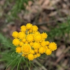 Chrysocephalum semipapposum (Clustered Everlasting) at Hackett, ACT - 29 Nov 2020 by abread111