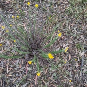 Chrysocephalum semipapposum at Hackett, ACT - 29 Nov 2020