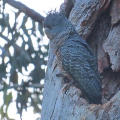 Callocephalon fimbriatum (Gang-gang Cockatoo) at Red Hill, ACT - 30 Nov 2020 by roymcd