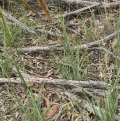 Austrostipa densiflora (Foxtail Speargrass) at Downer, ACT - 29 Nov 2020 by abread111