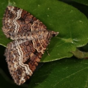 Epyaxa subidaria at Melba, ACT - 13 Nov 2020 02:15 PM