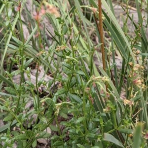 Gonocarpus tetragynus at Downer, ACT - 30 Nov 2020