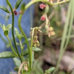 Gonocarpus tetragynus at Downer, ACT - 30 Nov 2020