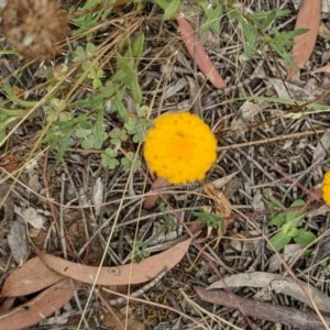 Leptorhynchos squamatus at Majura, ACT - 29 Nov 2020