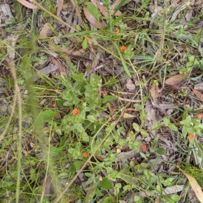 Lysimachia arvensis (Scarlet Pimpernel) at Downer, ACT - 29 Nov 2020 by abread111