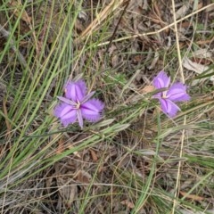 Thysanotus tuberosus subsp. tuberosus (Common Fringe-lily) at Downer, ACT - 29 Nov 2020 by abread111