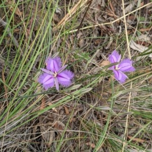 Thysanotus tuberosus subsp. tuberosus at Downer, ACT - 30 Nov 2020