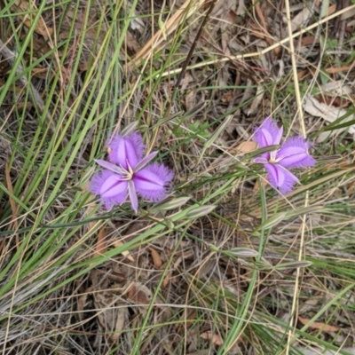 Thysanotus tuberosus subsp. tuberosus (Common Fringe-lily) at Downer, ACT - 29 Nov 2020 by abread111