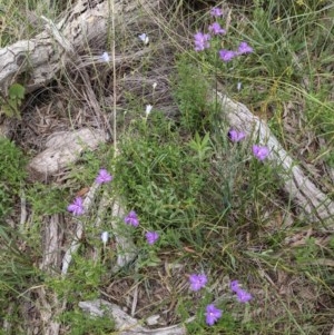 Thysanotus tuberosus subsp. tuberosus at Downer, ACT - 30 Nov 2020