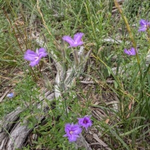 Thysanotus tuberosus subsp. tuberosus at Downer, ACT - 30 Nov 2020