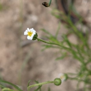 Vittadinia muelleri at Hackett, ACT - 29 Nov 2020