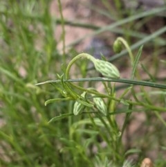 Vittadinia muelleri at Hackett, ACT - 29 Nov 2020