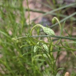 Vittadinia muelleri at Hackett, ACT - 29 Nov 2020