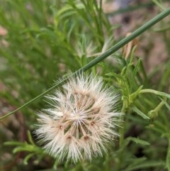 Vittadinia muelleri at Hackett, ACT - 29 Nov 2020