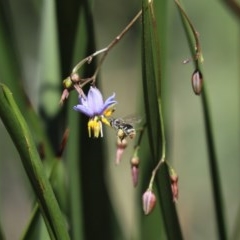 Lipotriches (Austronomia) ferricauda (Halictid bee) at Cook, ACT - 27 Nov 2020 by Tammy