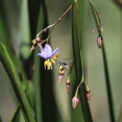 Lipotriches (Austronomia) ferricauda (Halictid bee) at Cook, ACT - 26 Nov 2020 by Tammy