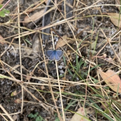 Zizina otis (Common Grass-Blue) at Throsby, ACT - 30 Nov 2020 by simonstratford