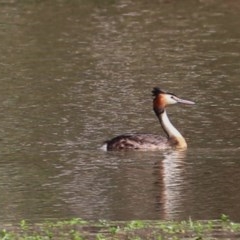 Podiceps cristatus (Great Crested Grebe) at Splitters Creek, NSW - 29 Nov 2020 by KylieWaldon