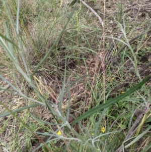 Senecio quadridentatus at Downer, ACT - 29 Nov 2020