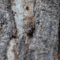 Platybrachys sp. (genus) (A gum hopper) at Weston, ACT - 30 Nov 2020 by AliceH