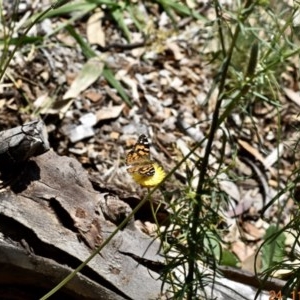 Vanessa kershawi at Weston, ACT - 30 Nov 2020 11:52 AM