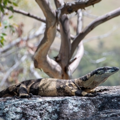 Varanus varius (Lace Monitor) at Frogmore, NSW - 6 Nov 2020 by b