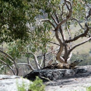 Varanus varius at Frogmore, NSW - suppressed