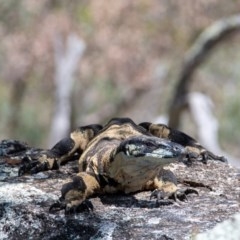 Varanus varius at Frogmore, NSW - 6 Nov 2020