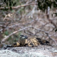 Varanus varius at Frogmore, NSW - 6 Nov 2020