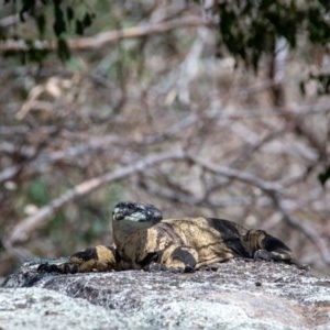 Varanus varius at Frogmore, NSW - suppressed