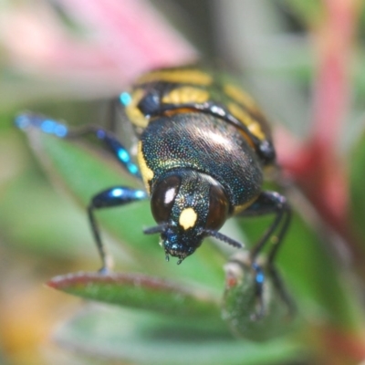 Castiarina octospilota (A Jewel Beetle) at Downer, ACT - 24 Nov 2020 by Harrisi