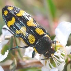 Castiarina octospilota at Downer, ACT - 25 Nov 2020