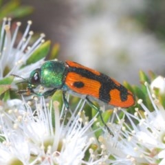 Castiarina scalaris (Scalaris jewel beetle) at Jerrabomberra, NSW - 26 Nov 2020 by Harrisi