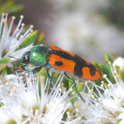 Castiarina scalaris (Scalaris jewel beetle) at Mount Jerrabomberra QP - 25 Nov 2020 by Harrisi