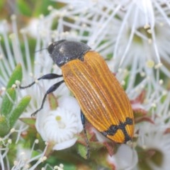 Castiarina balteata (A jewel beetle) at Jerrabomberra, NSW - 26 Nov 2020 by Harrisi