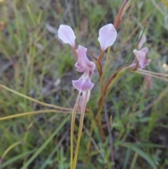 Diuris dendrobioides (Late Mauve Doubletail) at Conder, ACT - 29 Nov 2020 by michaelb