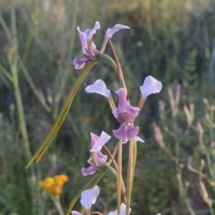 Diuris dendrobioides (Late Mauve Doubletail) at Tuggeranong Hill - 29 Nov 2020 by michaelb