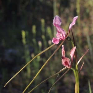 Diuris dendrobioides at suppressed - 30 Nov 2020