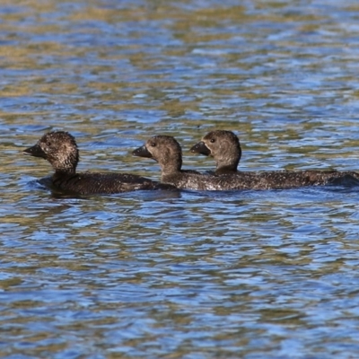 Biziura lobata (Musk Duck) at Splitters Creek, NSW - 28 Nov 2020 by Kyliegw