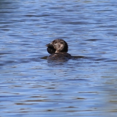 Biziura lobata (Musk Duck) at Splitters Creek, NSW - 29 Nov 2020 by Kyliegw