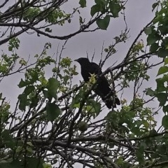 Eudynamys orientalis (Pacific Koel) at Kambah, ACT - 29 Nov 2020 by RosemaryRoth