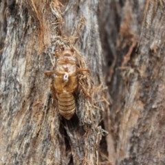 Yoyetta robertsonae (Clicking Ambertail) at Kaleen, ACT - 30 Nov 2020 by maura