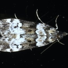 Eudonia protorthra (A Scopariine moth) at Ainslie, ACT - 30 Nov 2020 by jb2602