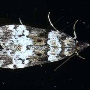 Eudonia protorthra at Ainslie, ACT - 30 Nov 2020